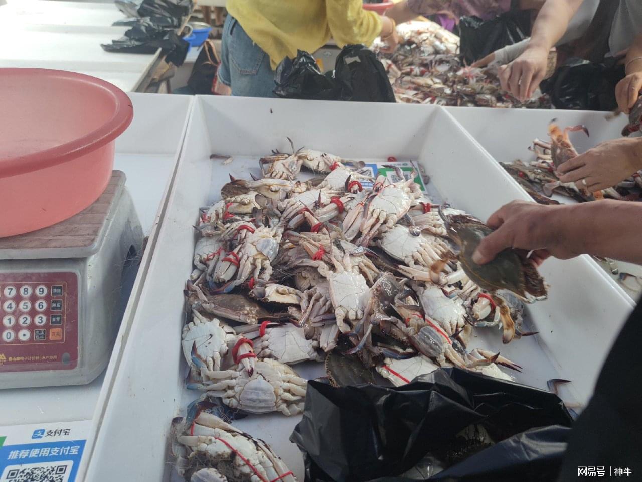 我大连人，吃过山东和浙江的梭子蟹后，不吹不黑，说几句真实感受
